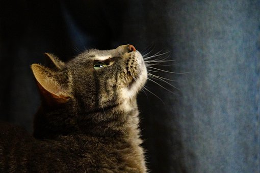 Kat, Kæledyr, Dyr, Hjemlig, Feline
