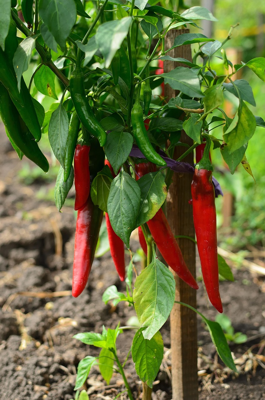 Red Chili Peppers Free photo on Pixabay Pixabay