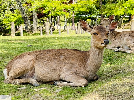 Nara, Japan, Herten, Dier, Nara Park