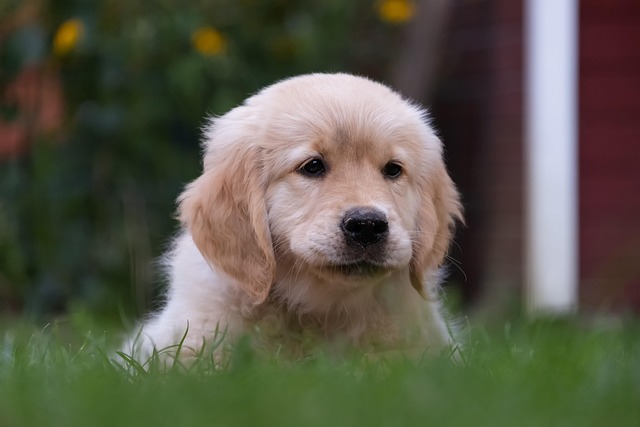 Golden Retriever Chiot Pelouse Photo Gratuite Sur Pixabay Pixabay