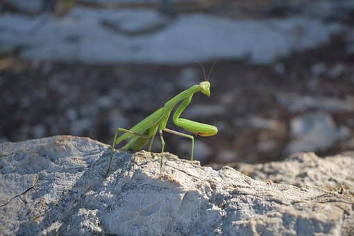 Free Mantis Insect photo and picture