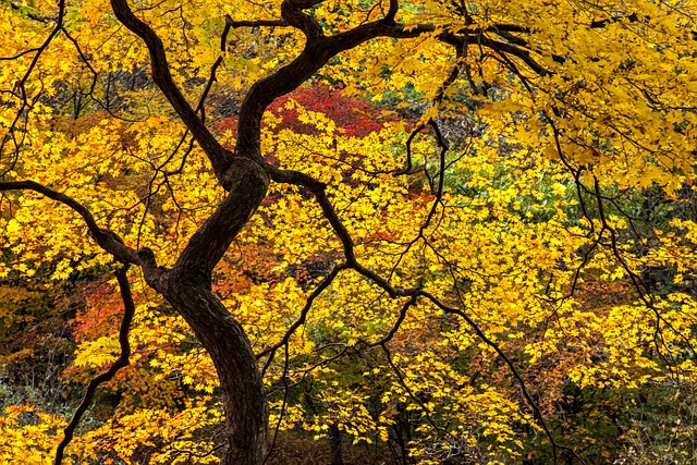 Free Autumn Autumn Leaves photo and picture
