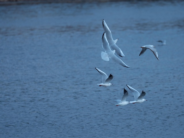 Free Seagull New photo and picture