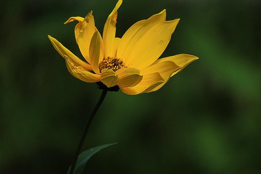 Blume, Blüte, Blütenblätter, Wachstum