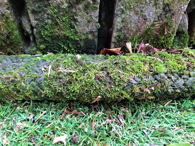 Free Green Nature photo and picture