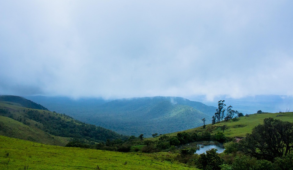 forest-7387931_960_720.jpg