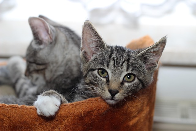 Gatos Animais Domésticos - Foto gratuita no Pixabay - Pixabay