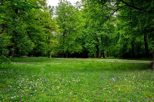 Free Forest Tree photo and picture