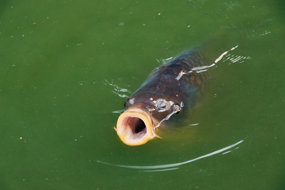 Moul Fish Fish Maul Wildlife Aquatic - Free photo on Pixabay