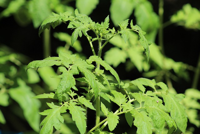 Tomaten, Sämling, Pflanze, Grün