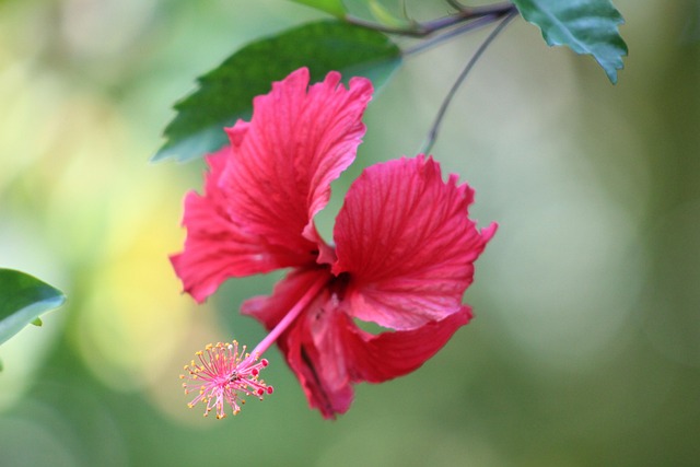 Blume, Hibiskus, Blüte, Rosa, Frühling