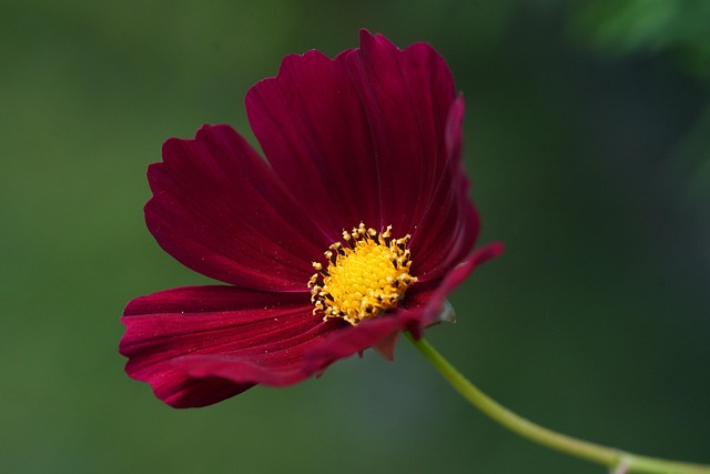 Free Flower Beautiful Flowers photo and picture