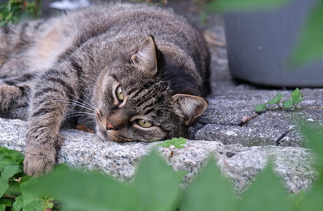 katze-katzen-schnurrhaare-kostenloses-foto-auf-pixabay