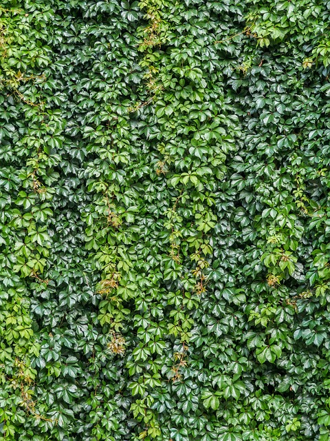 Efeu, Grüne Wand, Wand, Grüns, Pflanze