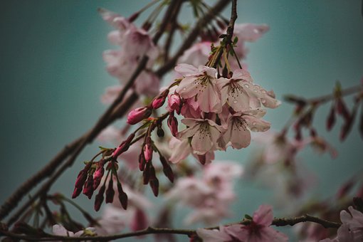 Kirschbaum, Blüte, Frühling, Frisch