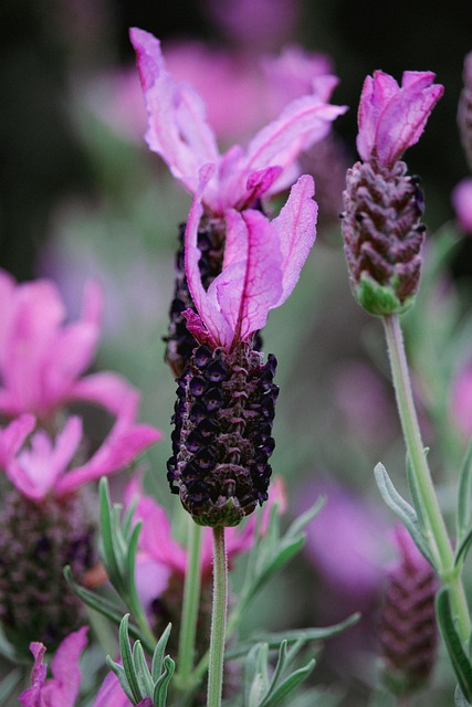 Lavendel, Blumen, Garten, Natur