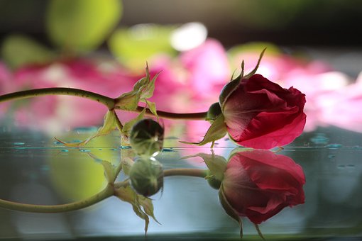 Rose, Blütenblätter, Blumen