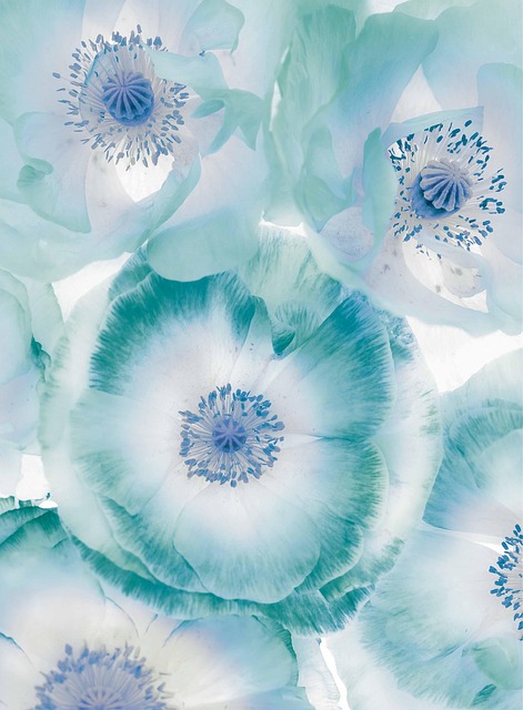 Mohnblumen, Blumen, Blütenblätter, Farbe