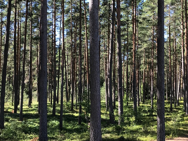 Estonia, Bosque, Naturaleza, Árboles