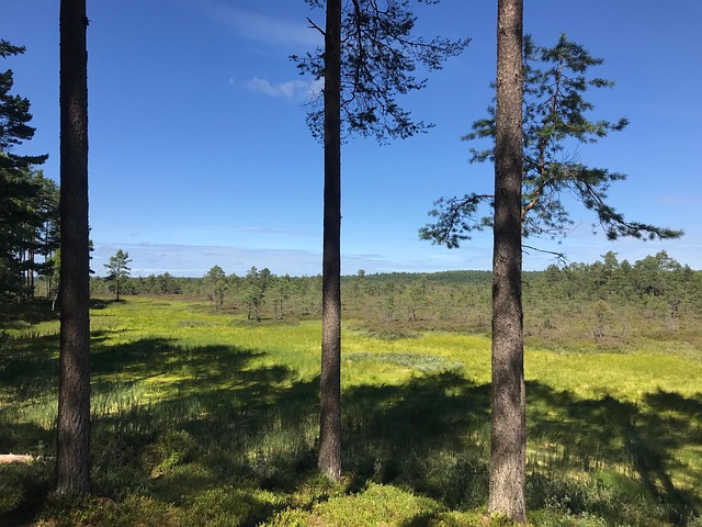 Estonia, Pantano, Naturaleza, El Verano