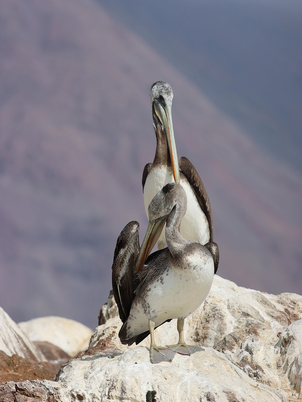 Pájaro, Pelícano, Ornitología