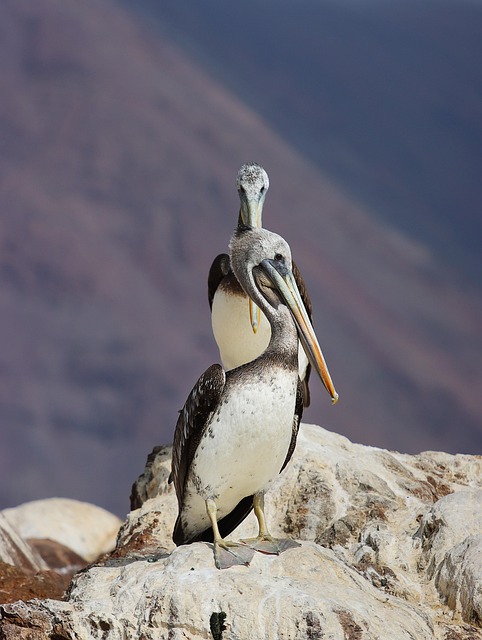 Pájaro, Naturaleza, Pelícano