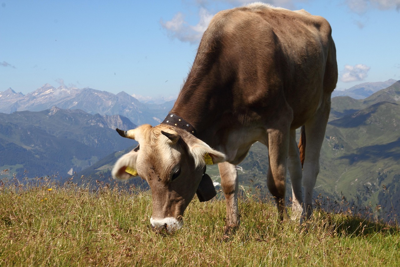 Cow - free online jigsaw puzzle photo