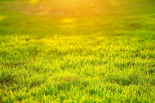 Græs, Solskin, Sommer, Parkere, Natur