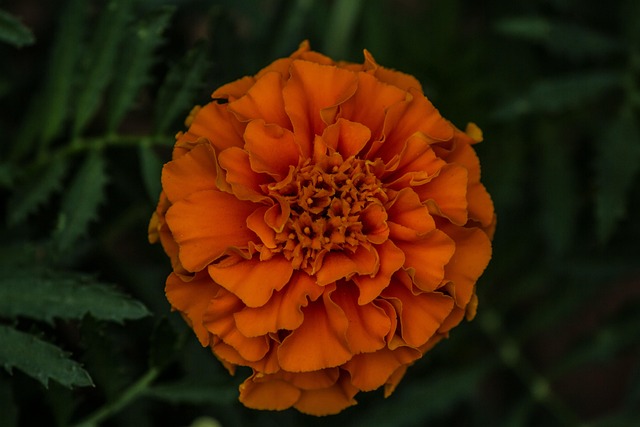 Bloom, Květ, Květinová Tapeta