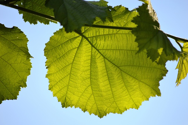 Free Leaf Green photo and picture