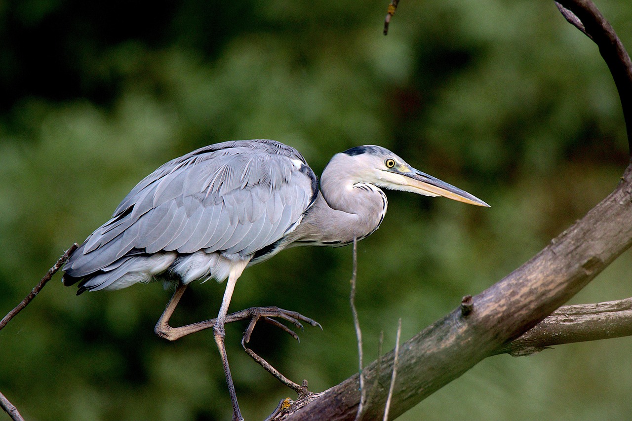 Grey Heron Bird Animal Free photo on Pixabay Pixabay