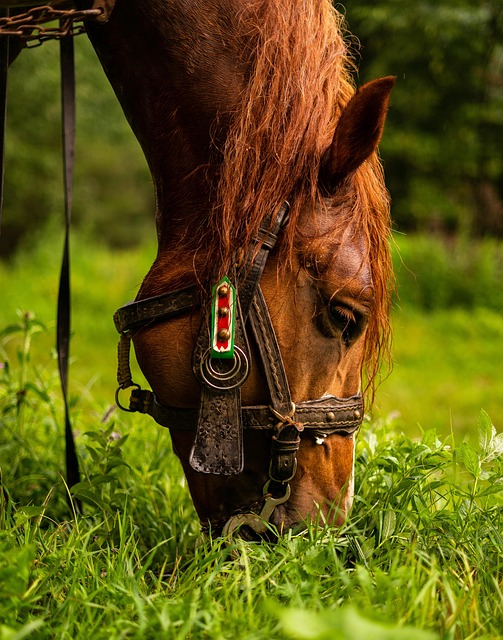 Free Animal Horse photo and picture