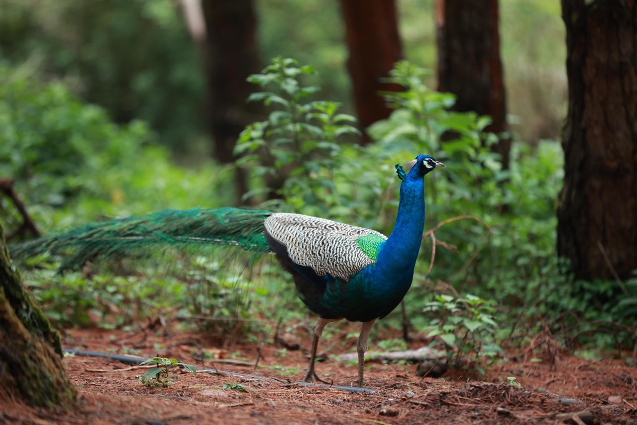 Pavo Real Pájaro Plumas - Foto gratis en Pixabay - Pixabay