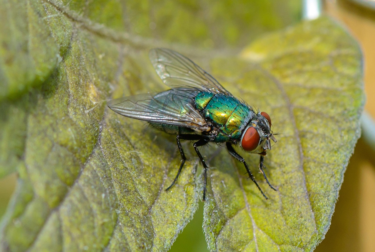 Voler Insecte Feuille - Photo gratuite sur Pixabay - Pixabay