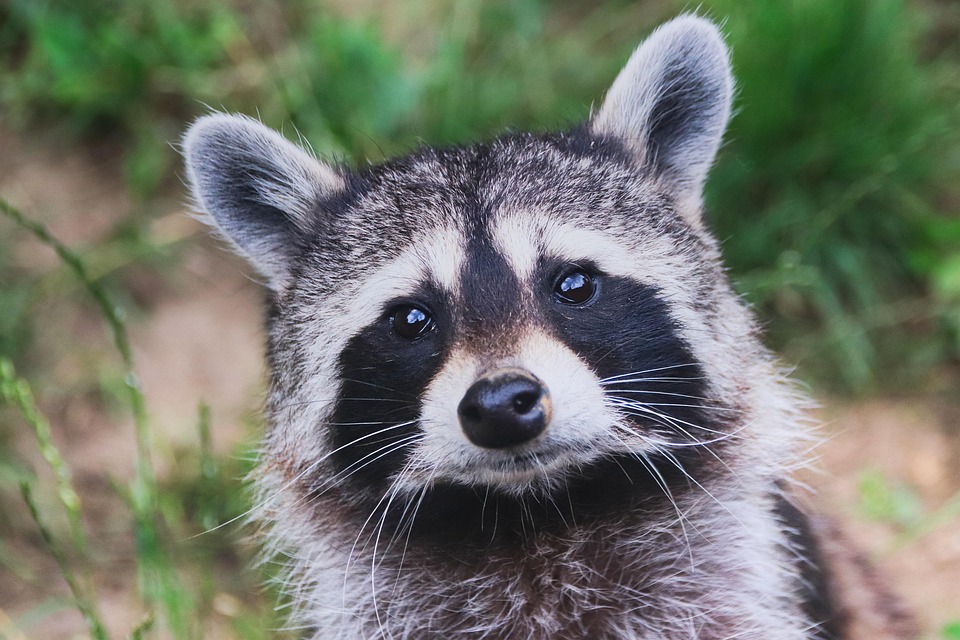 Raccoon drawing christmas
