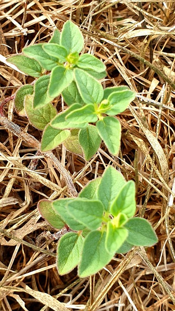 Free Origan Aromatic photo and picture