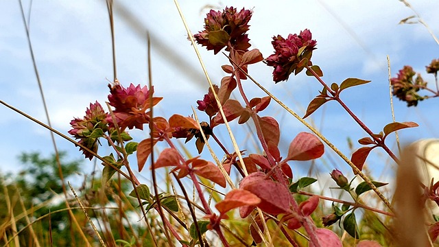 Oregano Origan Plant - Free photo on Pixabay - Pixabay