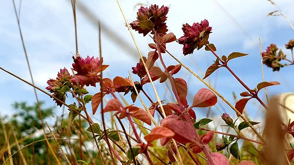 Free Oregano Origan photo and picture
