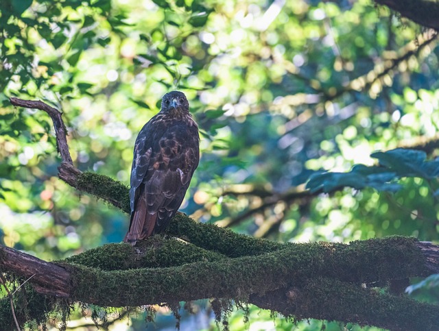 Download free HD stock image of Hawk Nature Free Hawk Nature photo and picture