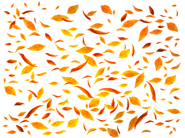 Free autumn foliage forest illustration