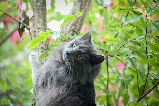 Katze, Tier, Haustier, Baum, Niedlich