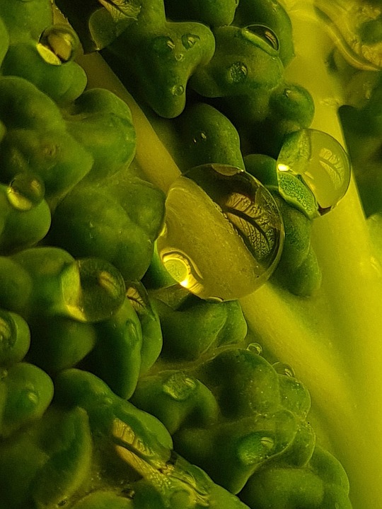 Cabbage Leaf Vegetables Waterdrop Free photo on Pixabay
