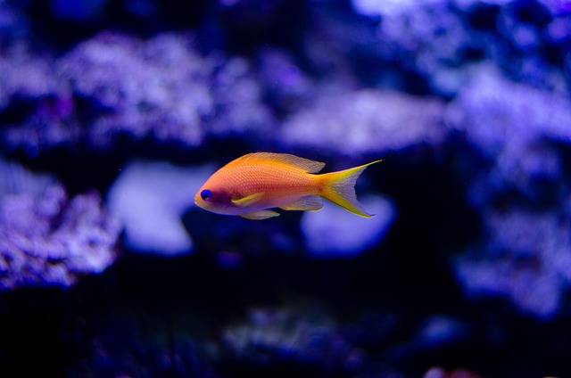Fish Blue Water - Free photo on Pixabay - Pixabay