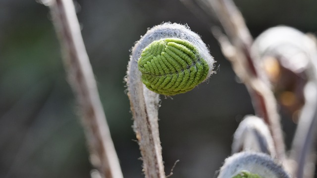Hump, nature, plant and bracken — photo by Docujeju