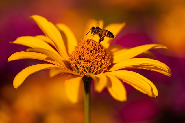 Free Sun Has Flower Wallpaper photo and picture