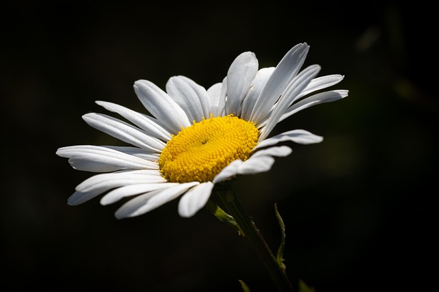 Free Daisy Flower photo and picture