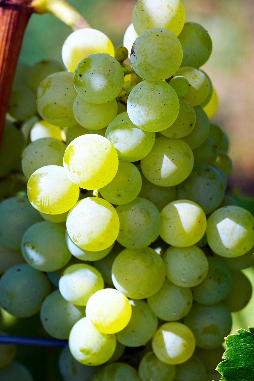 Grapes Fruits Food Free photo on Pixabay Pixabay