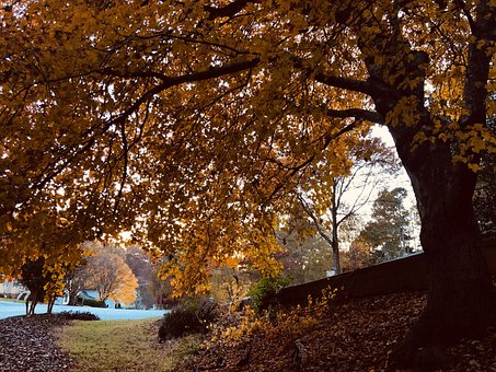 Free Fall Leaves photo and picture