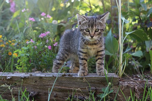 Free Cat Kitten photo and picture