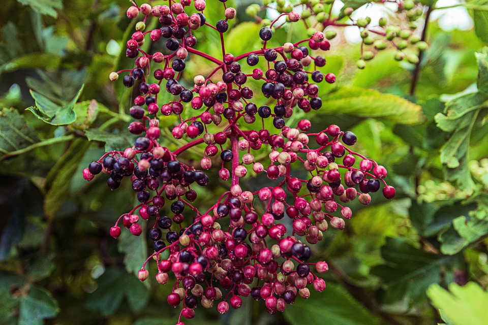 elderflower-7393302_960_720.jpg